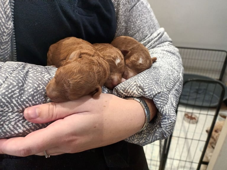 Poochon puppies 