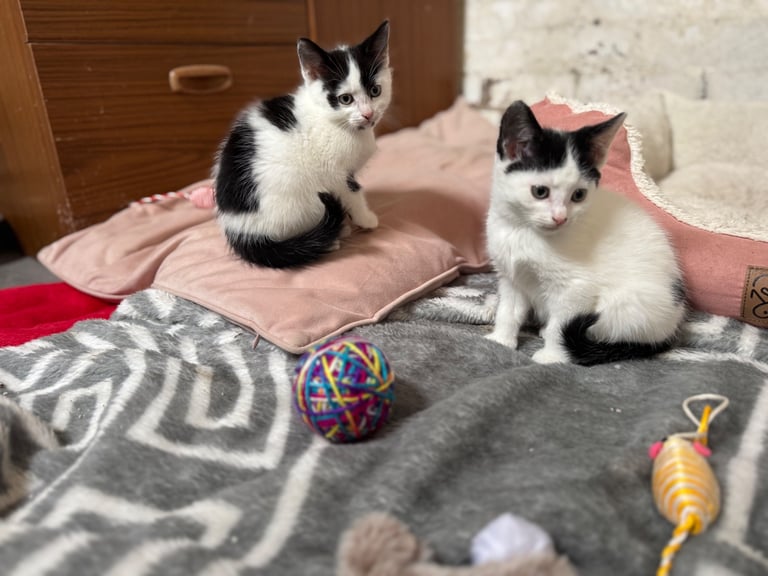 Two adorable 8-week-old European shorthair kittens – playful male duo! 🐱