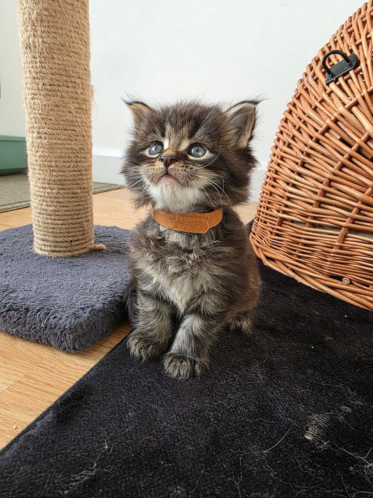 Maine coon pedigree kittens recent photos
