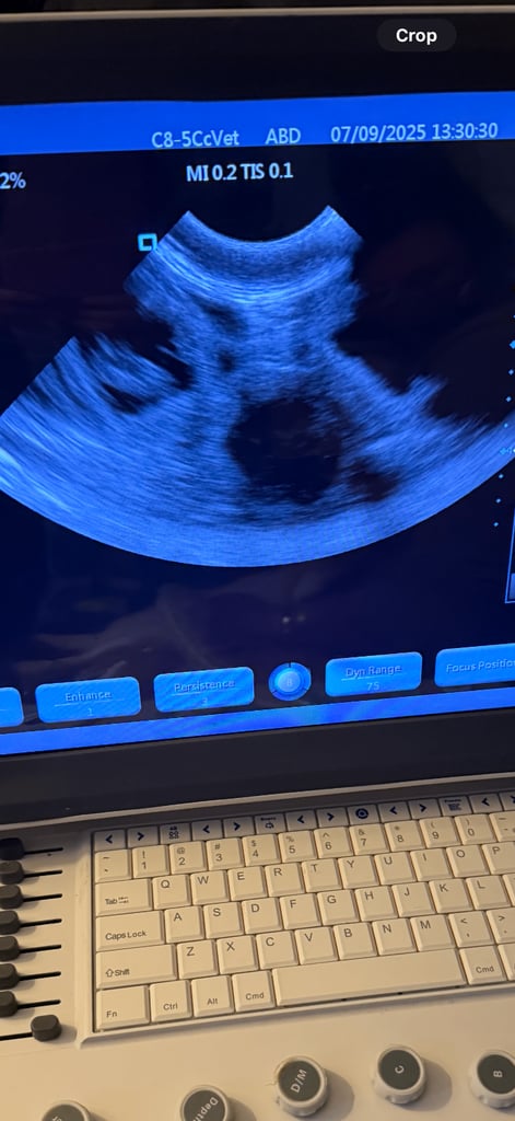 Animal microchip and pregnancy scanning 