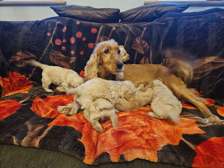 cockerpoo puppies for sale