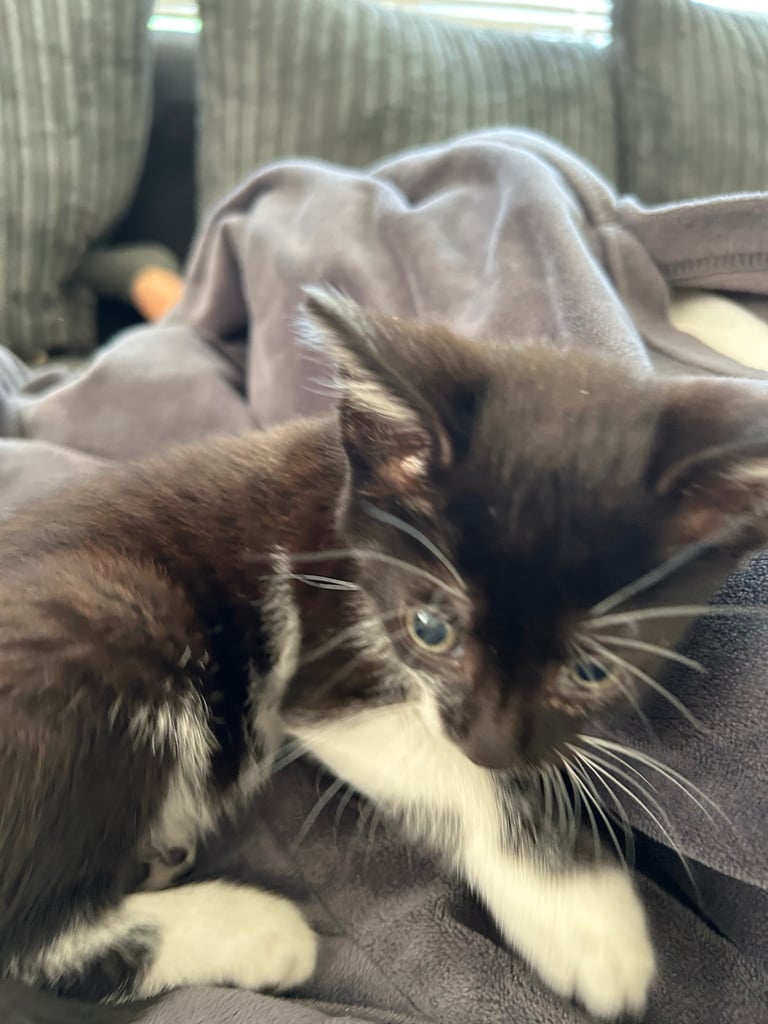 Kitten for sale 