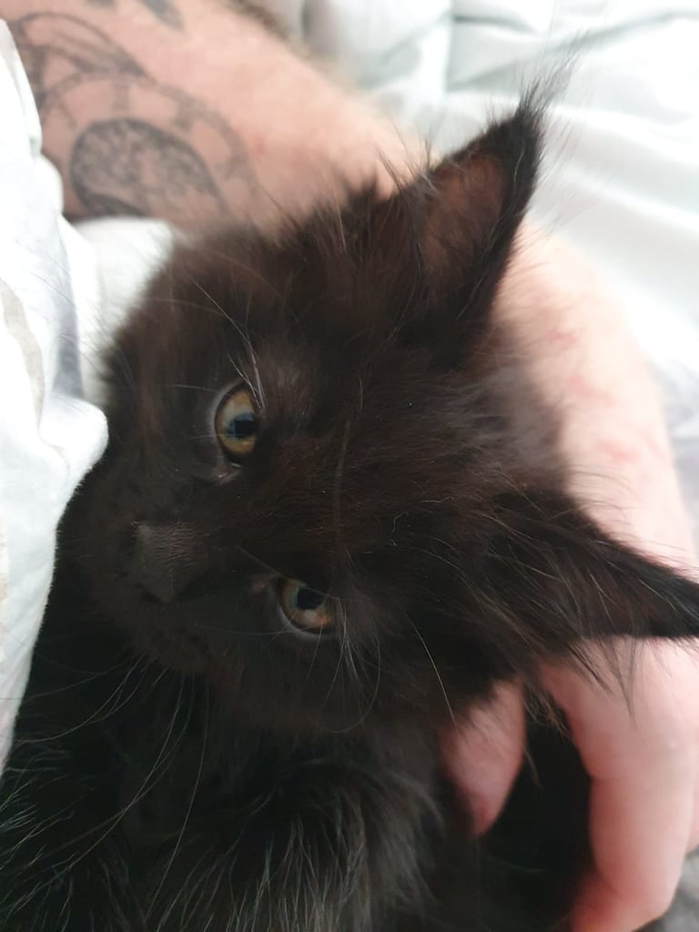 XL Maincoon x Ragdoll kittens
