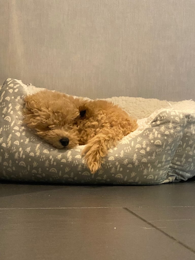 image for Beautiful teddy bear Maltipoo 