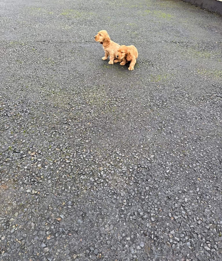 Cocker spaniel puppies 