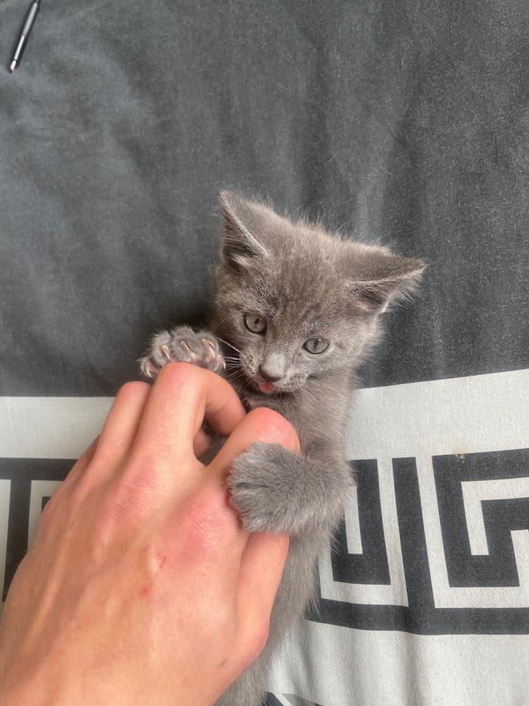 Ragdoll kitten 