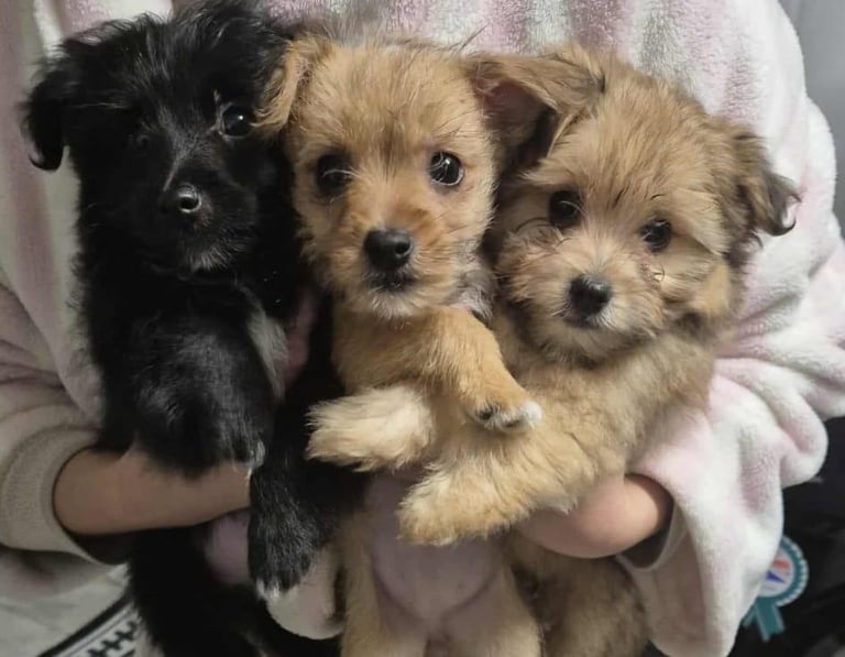Jack russell/Pomeranian 