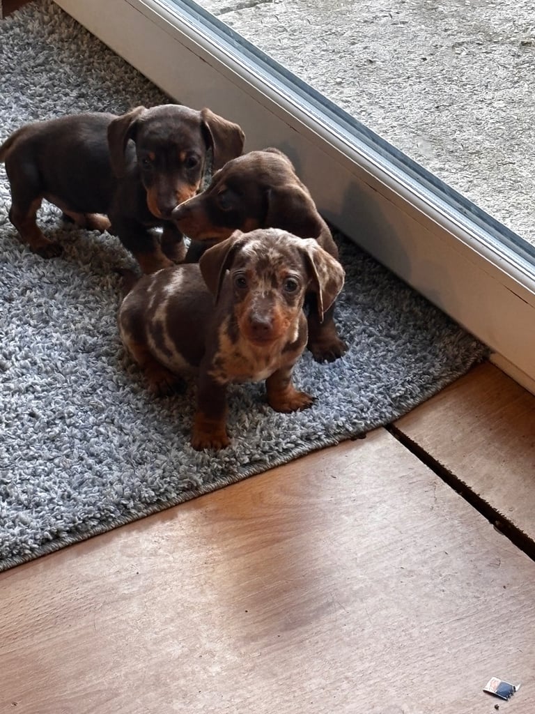 Miniature dachshund pups