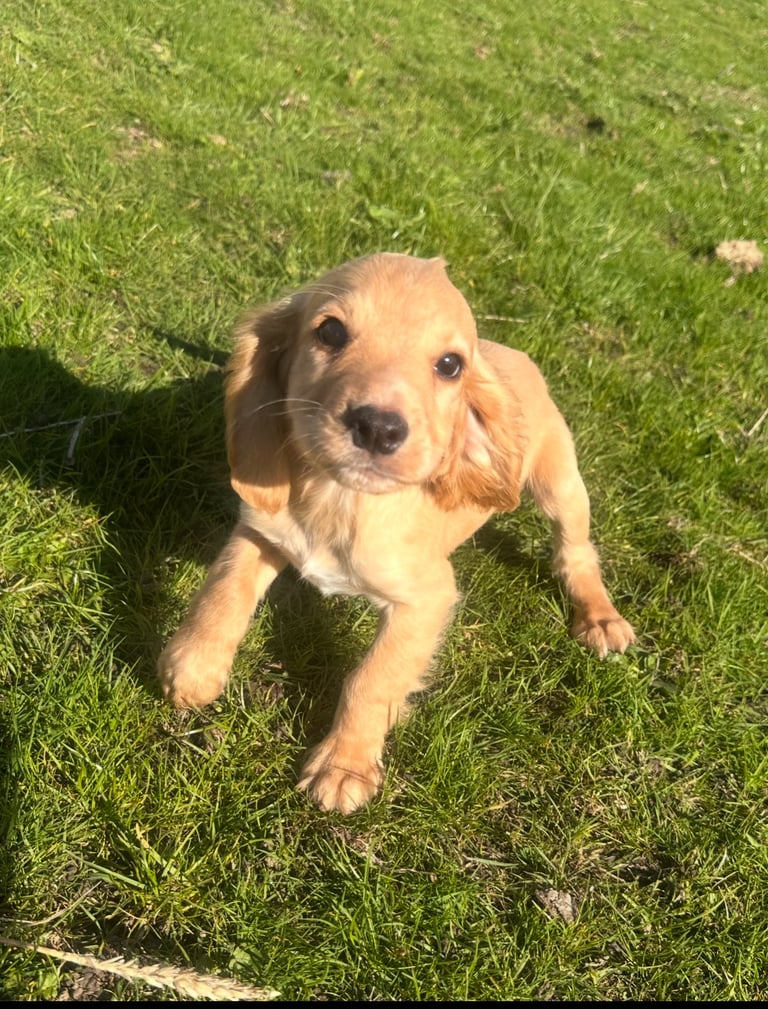 Cocker spaniel puppies