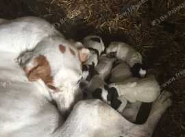 Pointer pups for sale