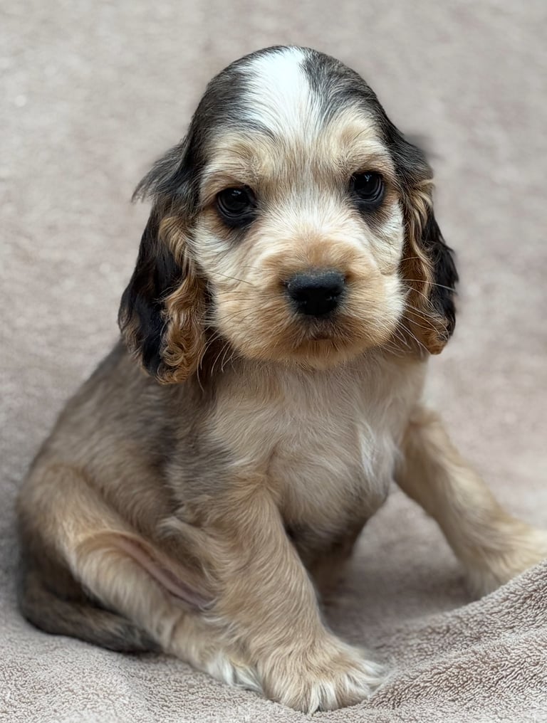 Show cocker spaniels