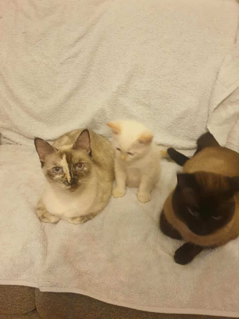 Flame point siamese kittens 