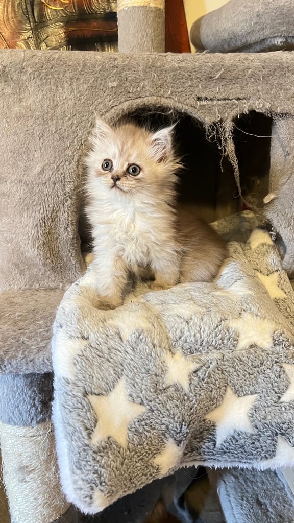 Ready to go Persian kittens 