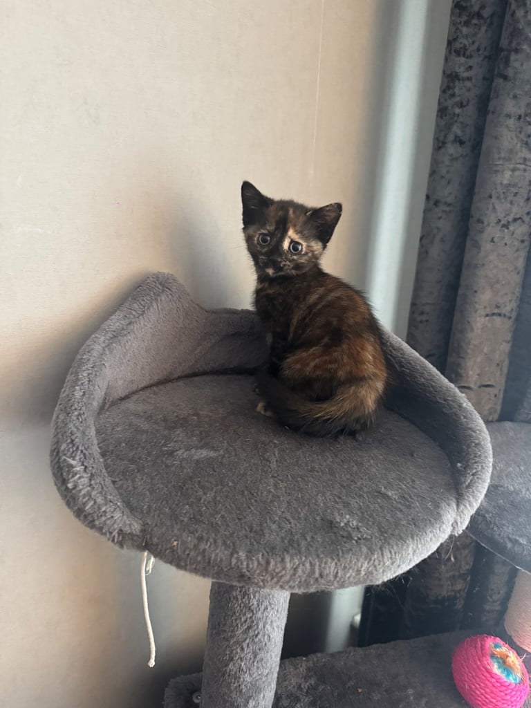 8 week old kittens ready to leave 