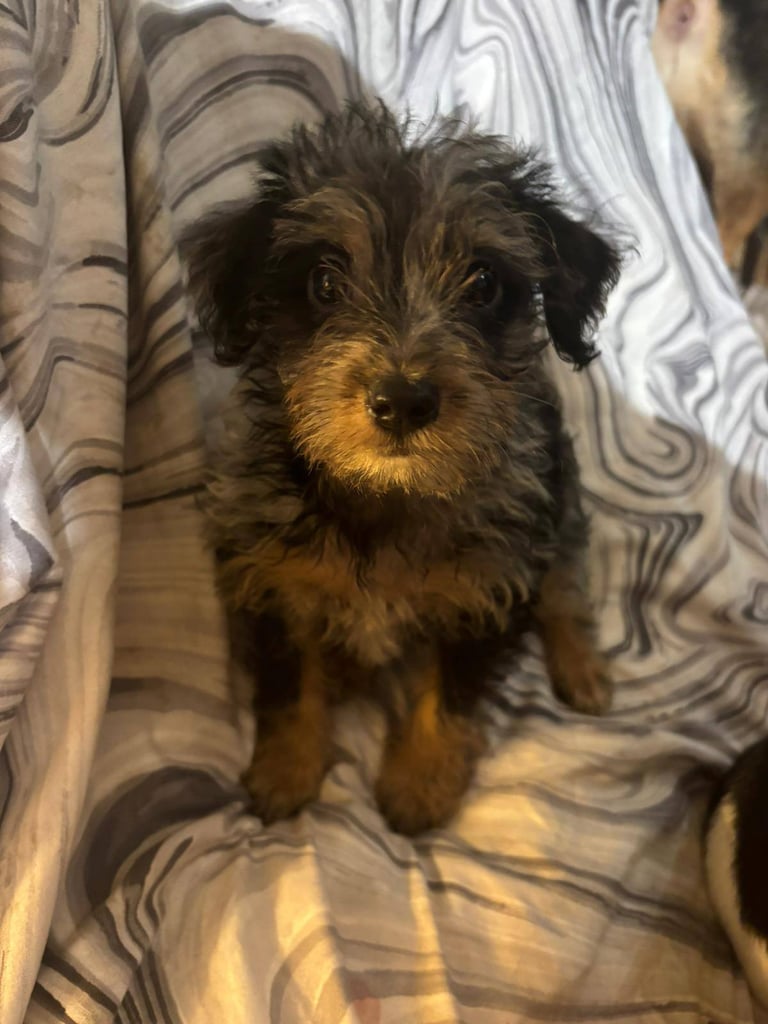 Jackapoo puppies 