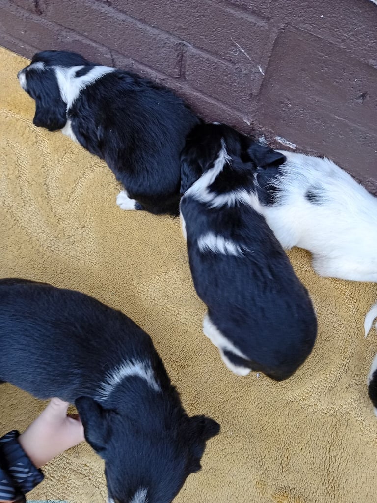 Cocker spaniels