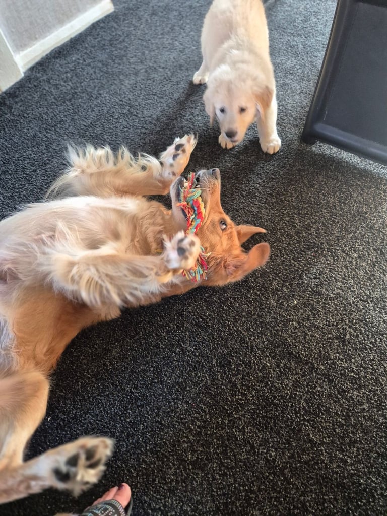 Golden retriever puppies 