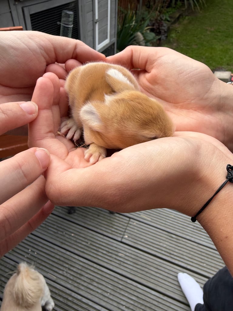 Baby bunnies for sale 