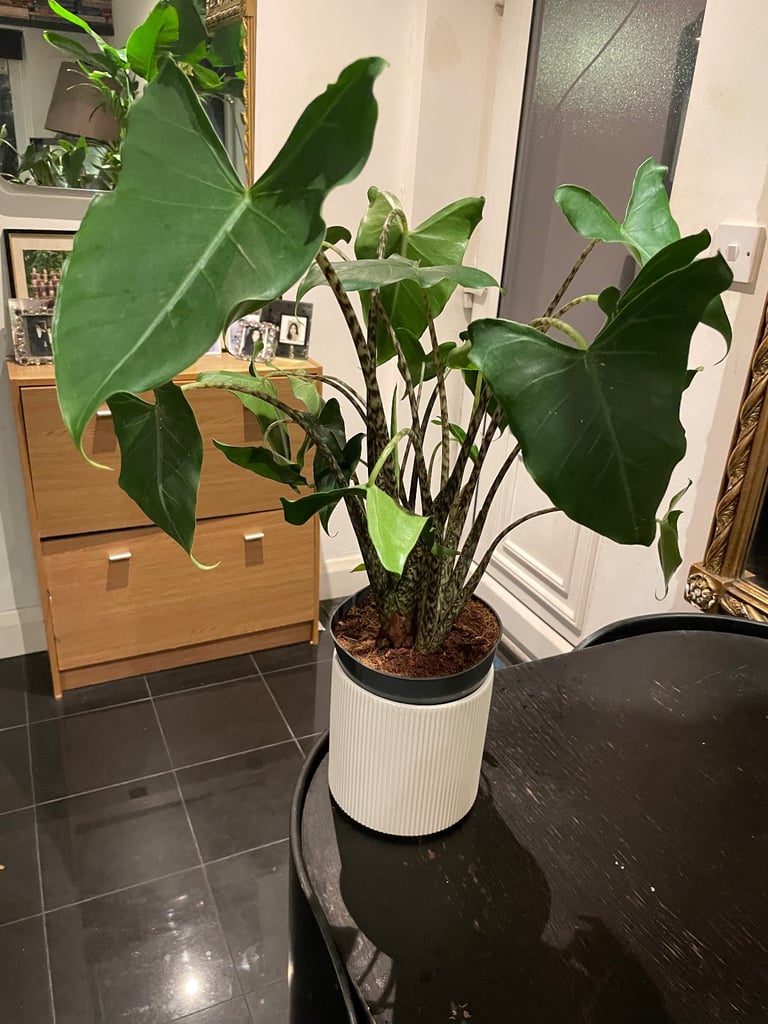 Alocasia ‘Siberian tiger’ plant (real)