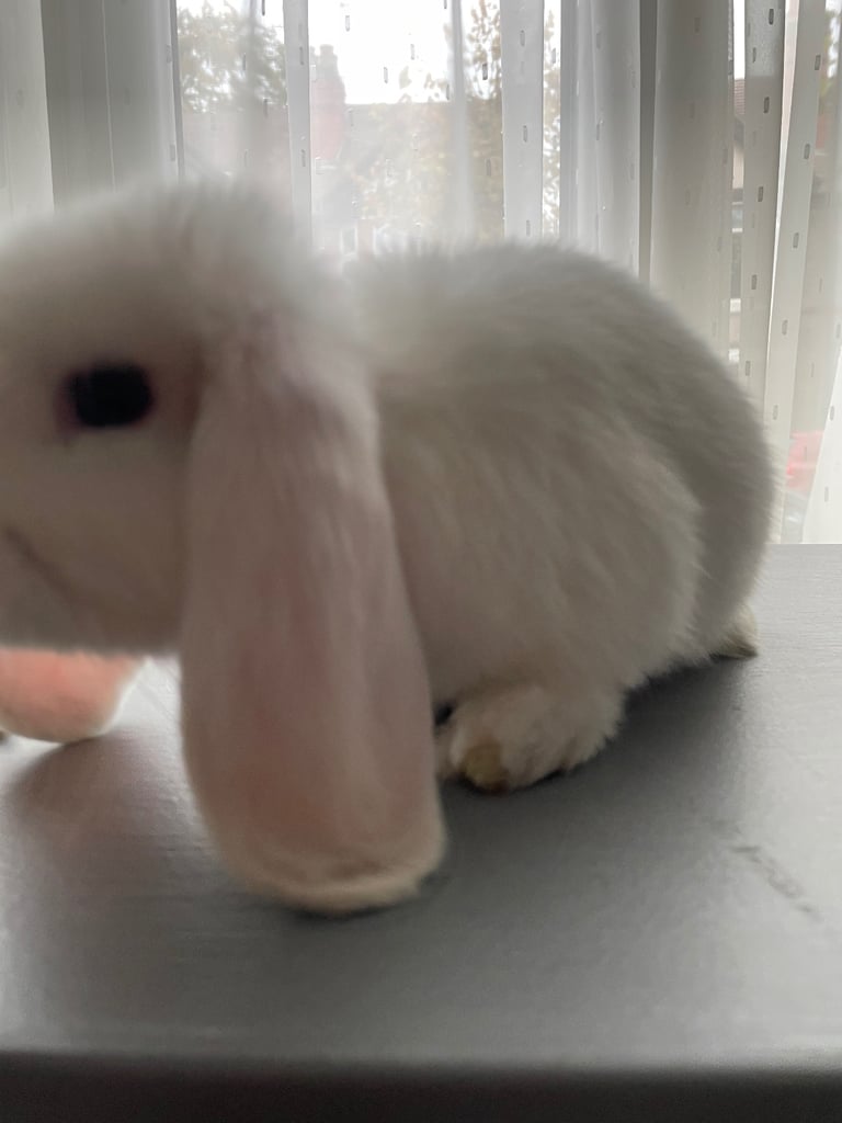 Beautiful white mini lop bunny Boy