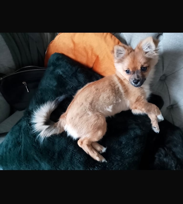Pomchi