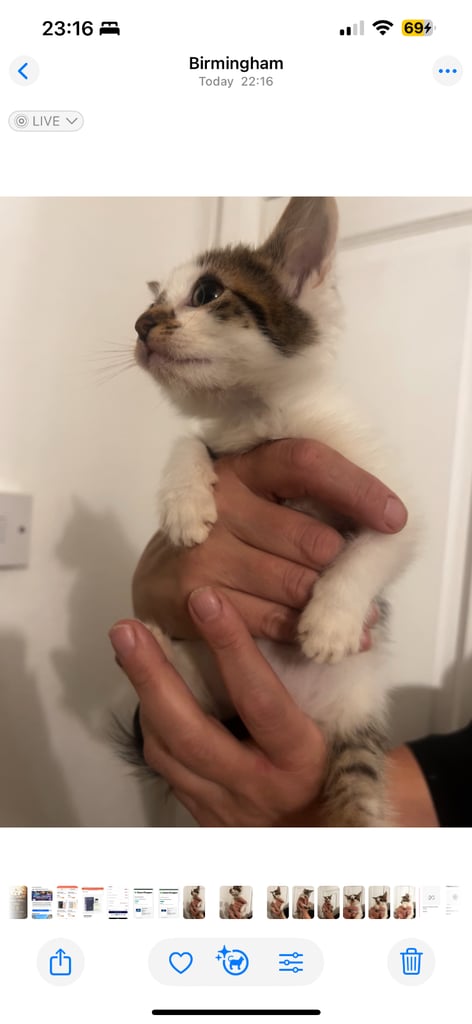 9 week old female kittens