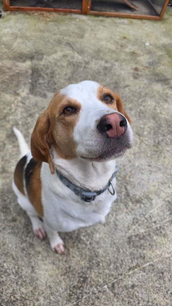 4 year old beagle cross lab 