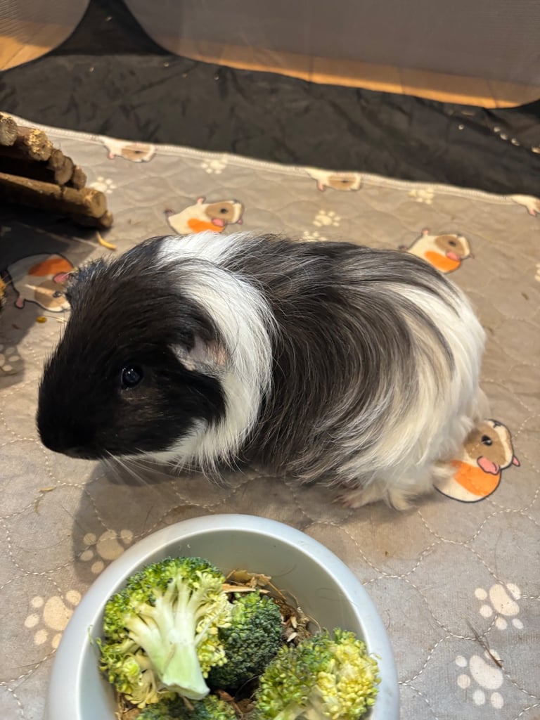 image for 2 Guinea pigs. 1 years old 