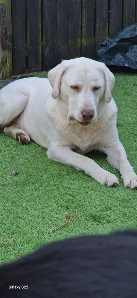 White Labrador