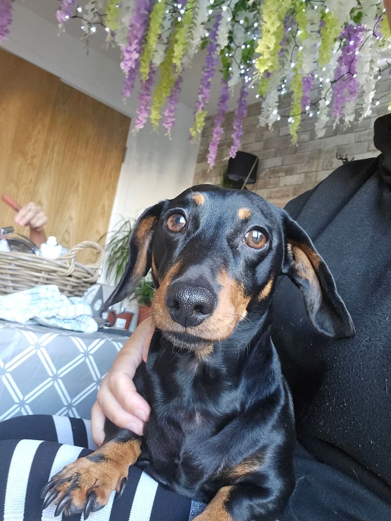 Black and tan minature dachsund female 
