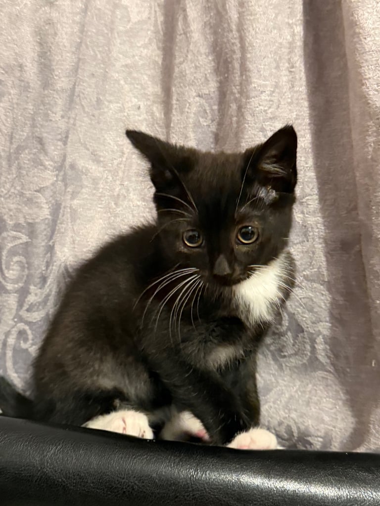 Beautiful black and white female kitten 