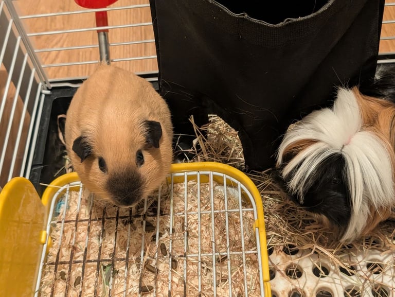 2 little guinea pigs 