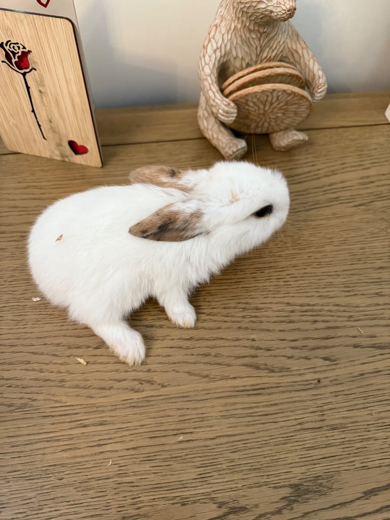 Mini lop rabbits