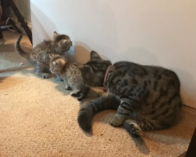 2 Beautiful Fluffy Tabby Kittens for sale