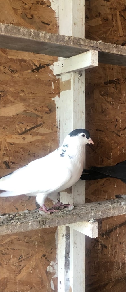 Pigeon 