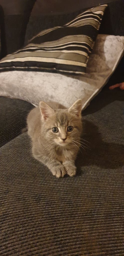 Maine coon kittens 