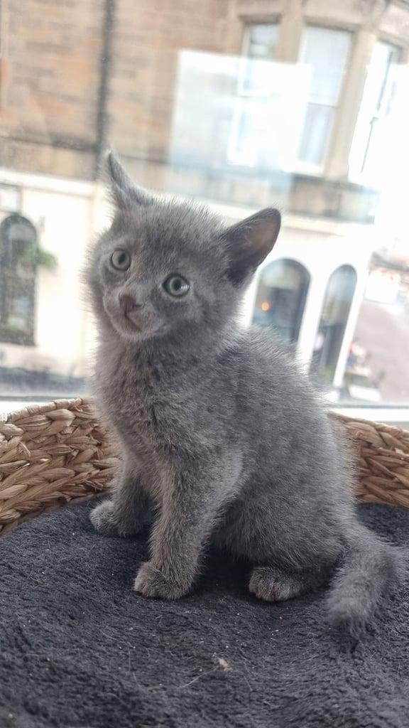 Beautiful Tonkinese X Kittens