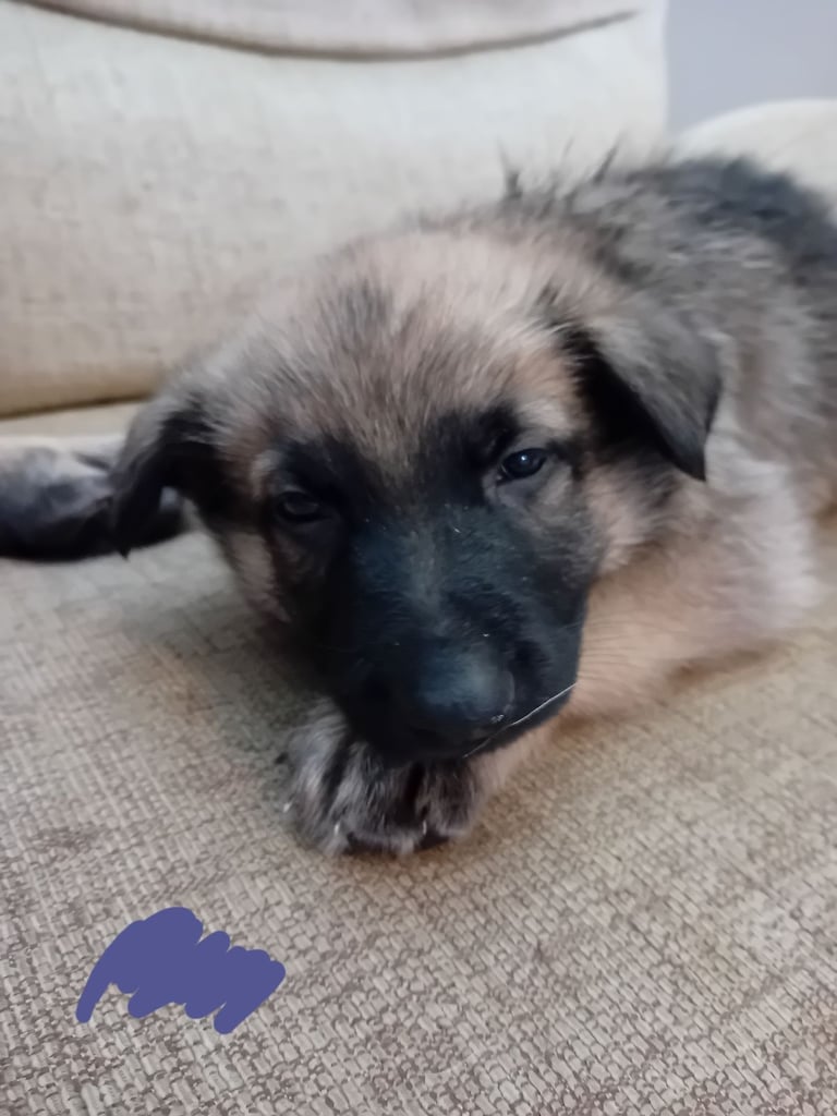 German Shepherd puppies 