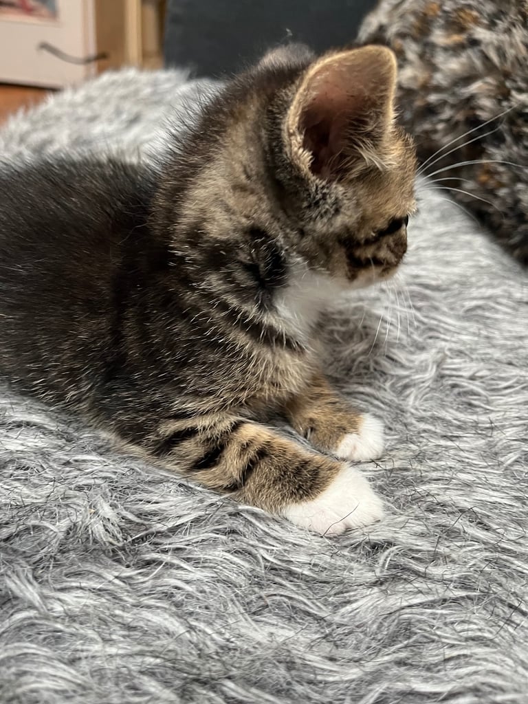 5 tabby kittens for sale 