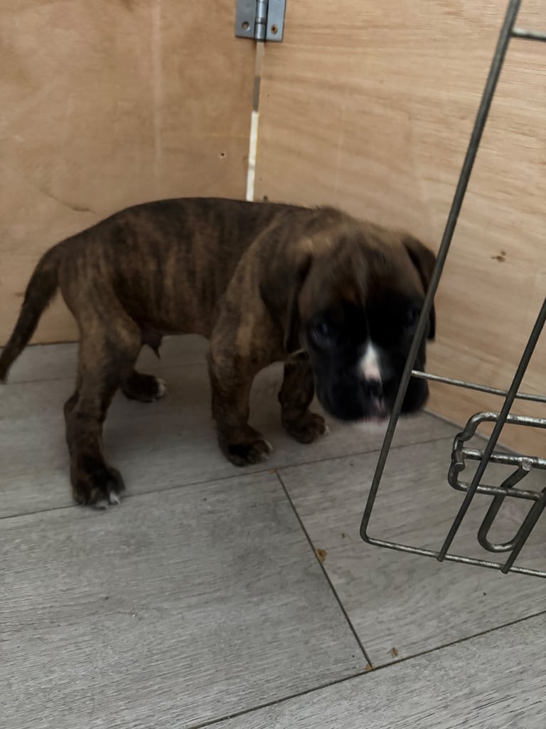 KC Boxer puppies - bobtail & longtail 🐶🩷💙