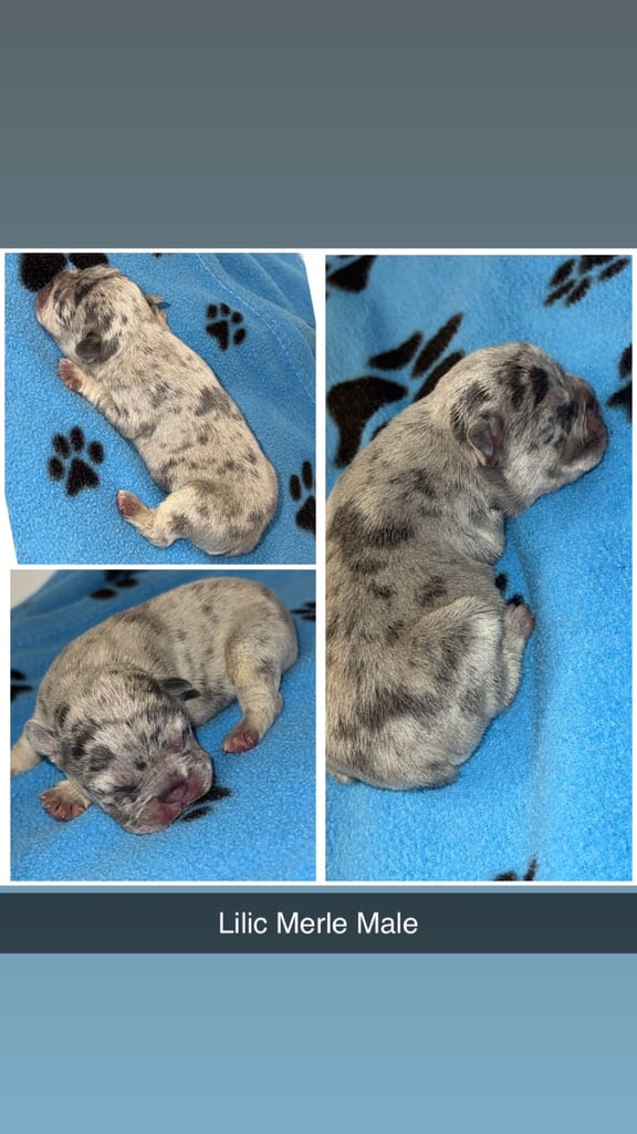 Beautiful French bulldog pups 