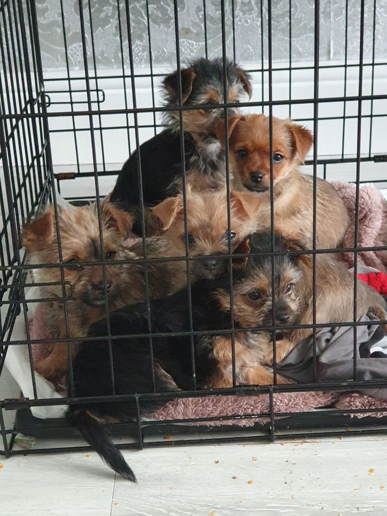 Chorkie 