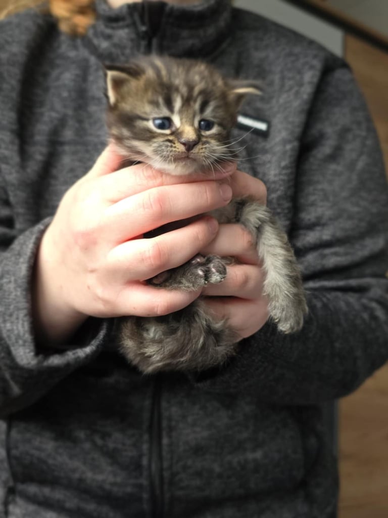 Maine coon pedigree kittens 