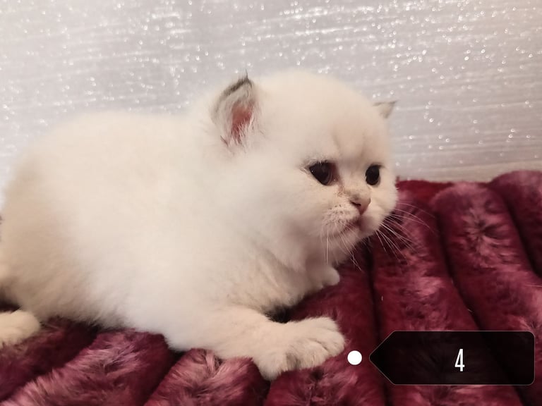x4 Pedigree British Longhair & x2 British Shorthair Blue Golden & GoldenKittens 