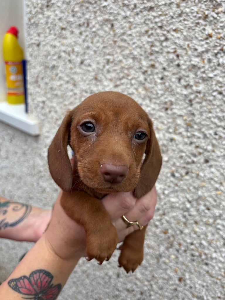 Miniature dachshund puppy
