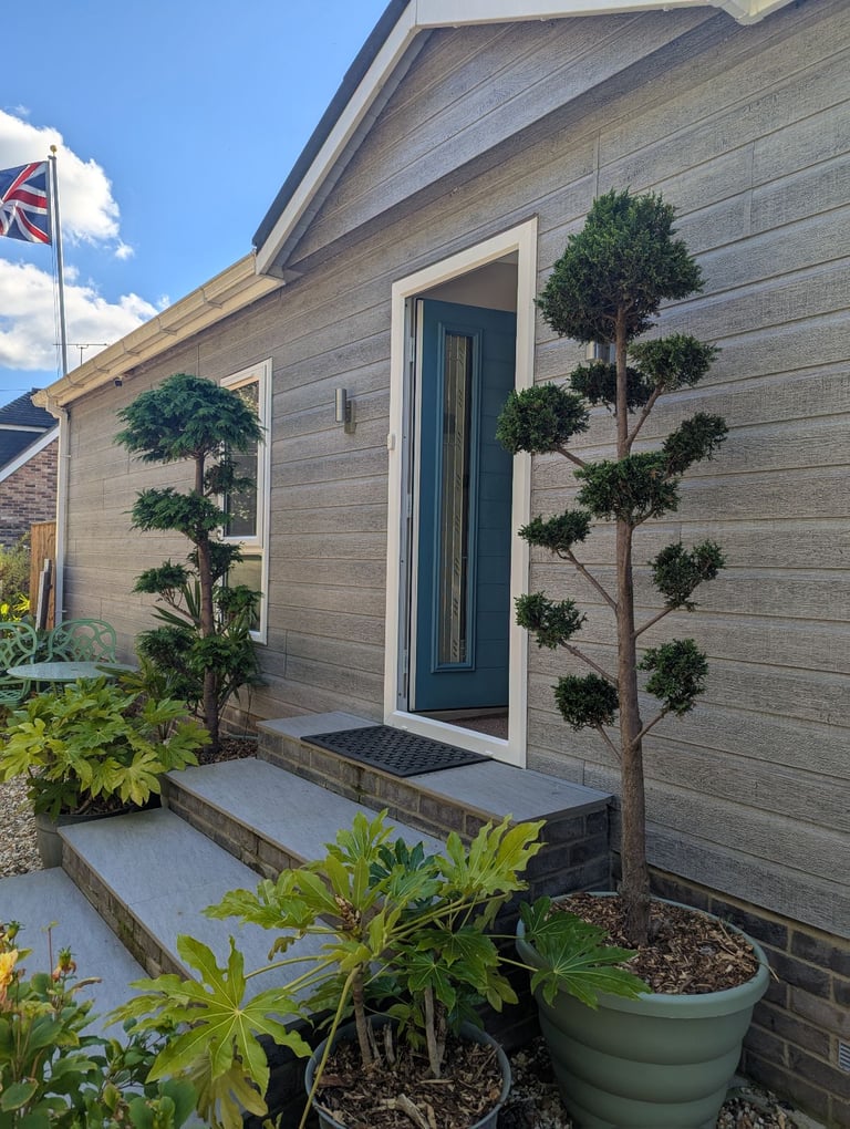 Large pom pom conifers in pots 