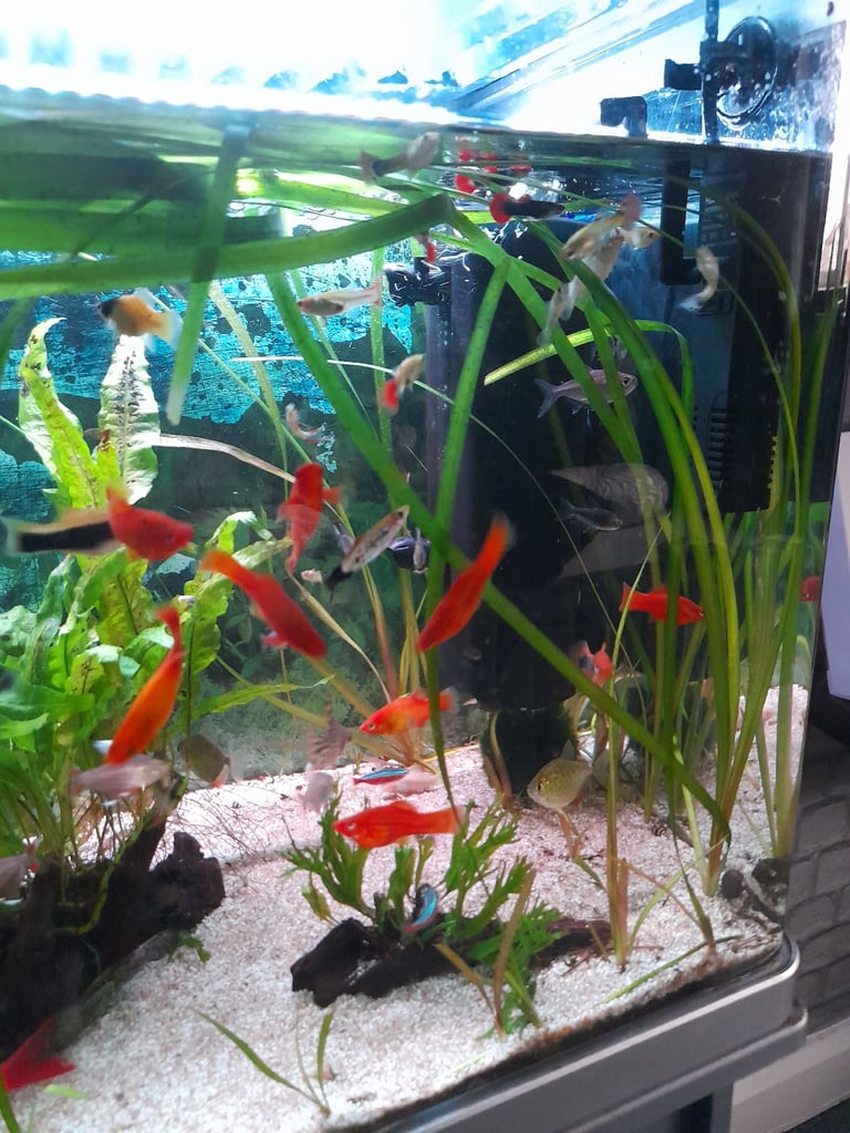 Tropical fish for sale 