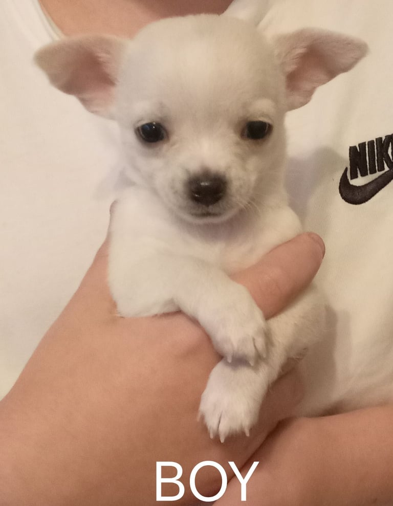 image for Beautiful chihuahua pup