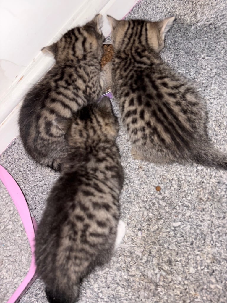 1 LEFT!🩷 Siberian x British shorthair kittens 🐱 