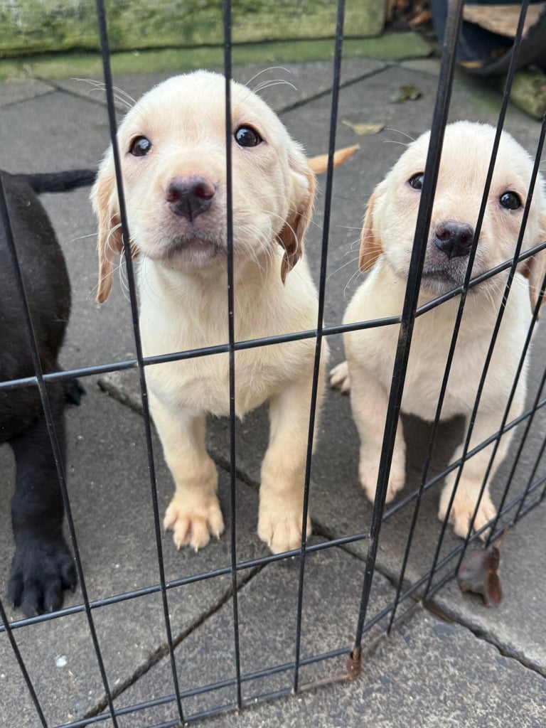 INCREDIBLY BRED KC REG LABS